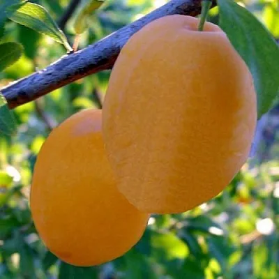 Слива НАТАША  Слива НАТАША в Махачкале