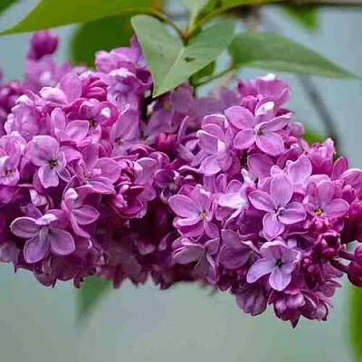 Сирень   Сирень  в Махачкале