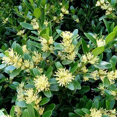 Самшит  Самшит в Махачкале