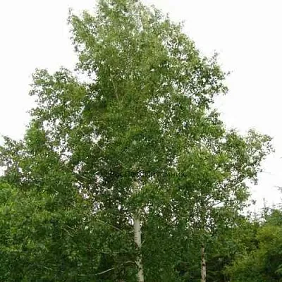 Береза бородавчатая  Береза бородавчатая в Махачкале