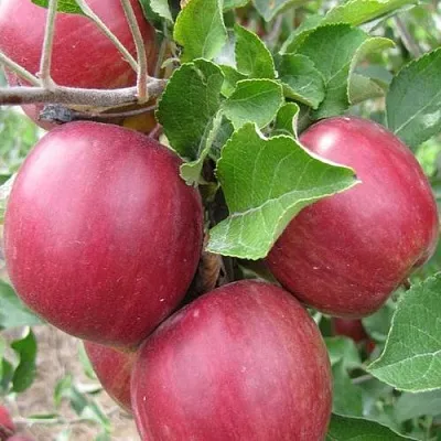 Яблоня МОСКОВСКОЕ ОЖЕРЕЛЬЕ колонновидная  Яблони Московское Ожерелье колонновидная в Махачкале