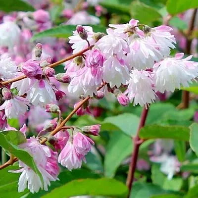 Дейция  Дейция в Махачкале