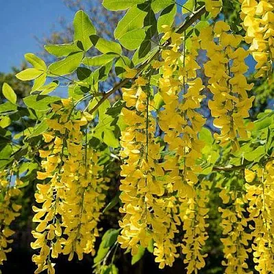 Бобовник  Бобовник в Махачкале