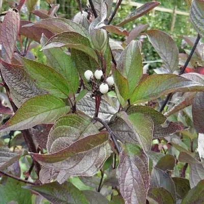 Дерен КЕССЕЛЬРИНГИ  Дерен КЕССЕЛЬРИНГИ в Махачкале