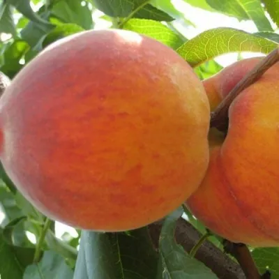 Персик СОЧНЫЙ — описание сорта Персик СОЧНЫЙ в Махачкале