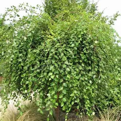 Береза САММЕР КАСКАД черная  Береза САММЕР КАСКАД черная в Махачкале