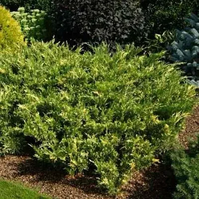 Можжевельник ВАРИЕГАТА казацкий  Можжевельник ВАРИЕГАТА казацкий в Махачкале