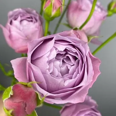 Саженцы роз ЛАВЕНДЕР БАБЛС спрей в Махачкале