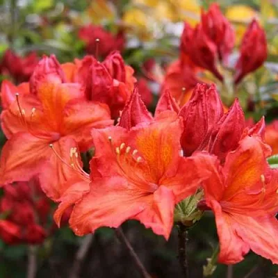 Азалия ЛИЛИНШТЕЙН японская  Азалия ЛИЛИНШТЕЙН японская в Махачкале