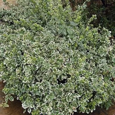 Бересклет ЭМЕРАЛЬД ГАИТИ форчуна  Бересклет ЭМЕРАЛЬД ГАИТИ форчуна в Махачкале