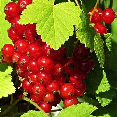 Смородина красная ГАЗЕЛЬ в Махачкале