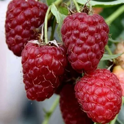 Саженцы малины Феномен Саженцы малины Феномен