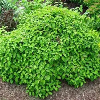 Дерен КЕЛСЕИ шелковистый   Дерен КЕЛСЕИ шелковистый  в Махачкале