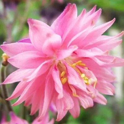 Аквилегия БАРЛОУ ПИНК гибрид МакКаны — описание сорта Аквилегия БАРЛОУ ПИНК гибрид МакКаны в Махачкале