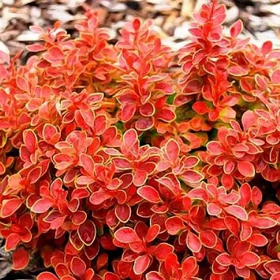 Барбарис КОРАЛ тунберга  Барбарис КОРАЛ тунберга в Махачкале