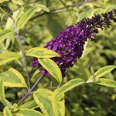 Буддлея давида САНТАНА   Буддлея давида САНТАНА  в Махачкале