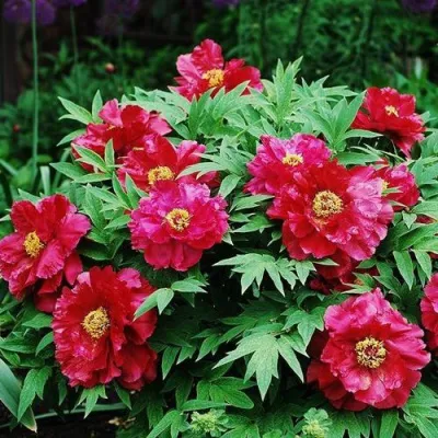 Пион КРАСНЫЙ ЛОТОС древовидный в Махачкале