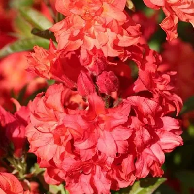 Азалия ФОЙЕРКОПФЕН крупноцветковая  Азалия ФОЙЕРКОПФЕН крупноцветковая в Махачкале