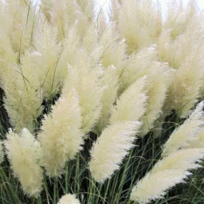 Кортадерия белая (пампасная трава) в Махачкале