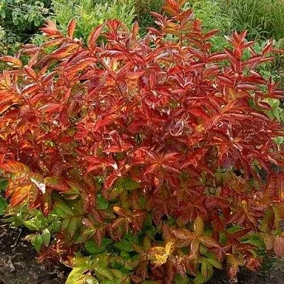 Вейгела ОГНЕННЫЕ КРЫЛЬЯ  Вейгела ОГНЕННЫЕ КРЫЛЬЯ в Махачкале