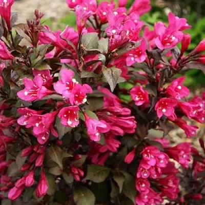 Вейгела БЛЭК РУБИ  Вейгела БЛЭК РУБИ в Махачкале