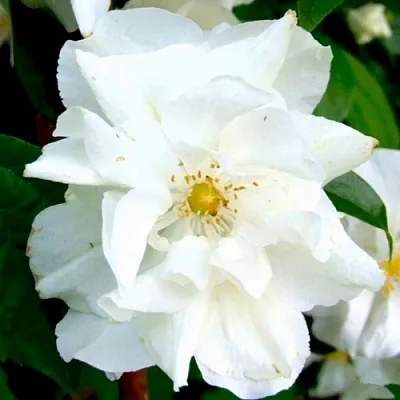 Жасмин РОЗАЦЕ в Махачкале