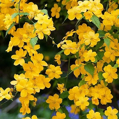 Керрия  Керрия в Махачкале