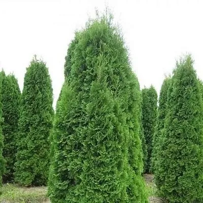 Туя КОЛУМНА западная  Туя КОЛУМНА западная в Махачкале