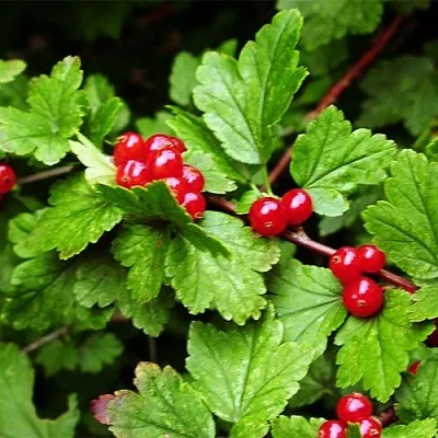 Смородина альпийская в Махачкале