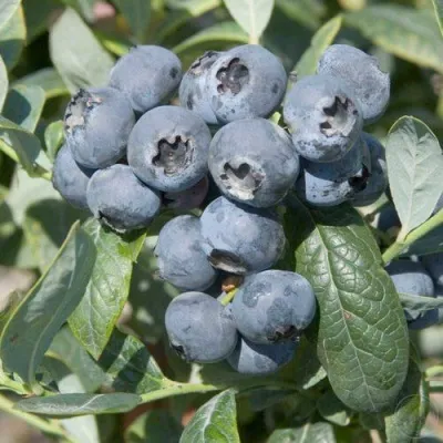 Голубика БРИГИТТА — описание сорта Голубика БРИГИТТА в Махачкале