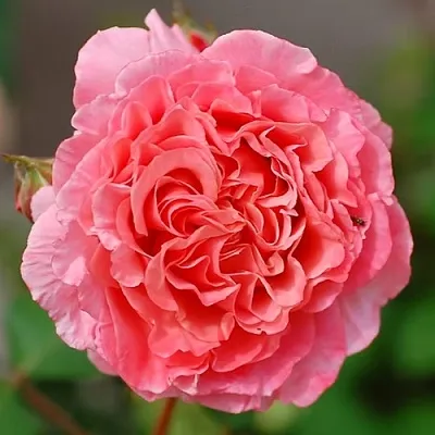 Саженцы роз ЛОРАН КАБРОЛЬ шраб в Махачкале