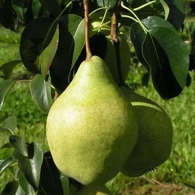 Груша МИНСКАЯ колонновидная  Груша МИНСКАЯ колонновидная в Махачкале