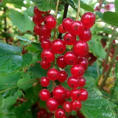 Смородина красная КОНСТАНТИНОВСКАЯ в Махачкале