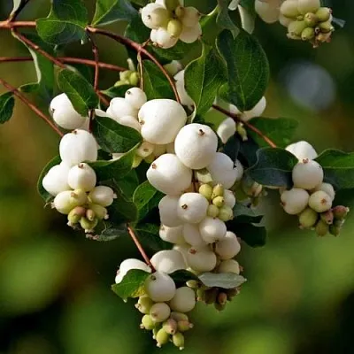 Снежноягодник  Снежноягодник в Махачкале