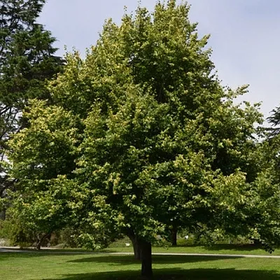 Липа сердцевидная  Липа сердцевидная в Махачкале