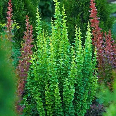 Барбарис ЭРЕКТА тунберга  Барбарис ЭРЕКТА тунберга в Махачкале