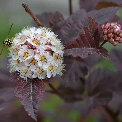 Пузыреплодник  Пузыреплодник в Махачкале