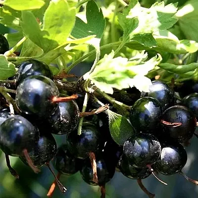 Золотистая в Махачкале