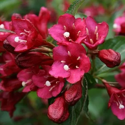 Вейгела ЕВА РАТКЕ  Вейгела ЕВА РАТКЕ в Махачкале