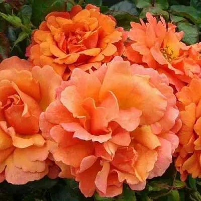 Саженцы роз БРИДЖ ОФ САЙЗ плетистая  Саженцы роз БРИДЖ ОФ САЙЗ плетистая в Махачкале