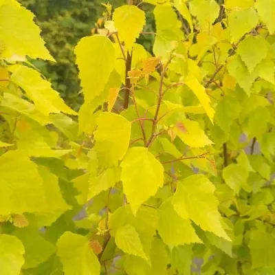 Берёза ГОЛДЕН ОБЕЛИСК повислая   Берёза ГОЛДЕН ОБЕЛИСК повислая  в Махачкале