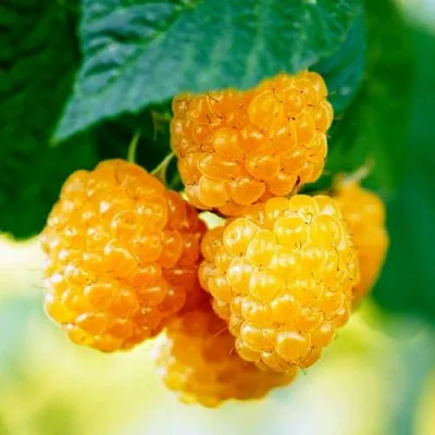 Малина МЕДОВАЯ  Малина МЕДОВАЯ в Махачкале