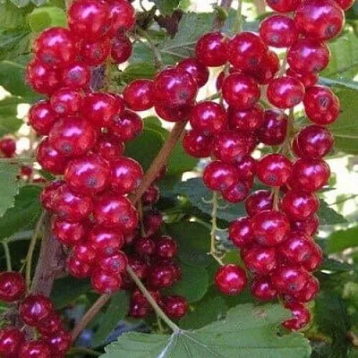 Смородина красная ПУРПУРНАЯ в Махачкале