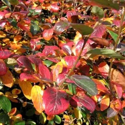 Кизильник блестящий — описание сорта Кизильник блестящий в Махачкале