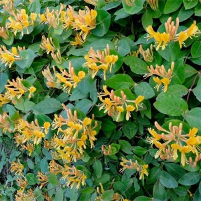 Жимолость ТЕЛЬМАНА в Махачкале