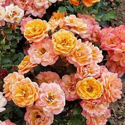 Саженцы роз ЭПРИКОТ КЛЕМЕНТИНА миниатюрная  Саженцы роз ЭПРИКОТ КЛЕМЕНТИНА миниатюрная в Махачкале