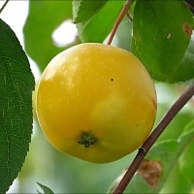 Яблоня КИТАЙКА ЖЁЛТАЯ колонновидная  Яблоня КИТАЙКА ЖЁЛТАЯ колонновидная в Махачкале