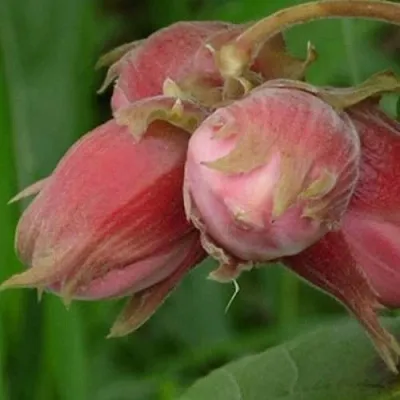 Фундук АКАДЕМИК ЯБЛОКОВ  Фундук АКАДЕМИК ЯБЛОКОВ в Махачкале