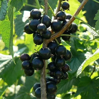 Смородина черная ВОЛОГДА в Махачкале