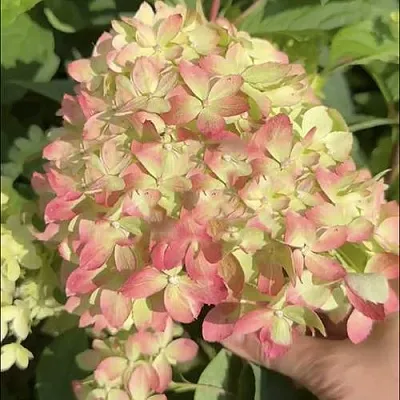 Гортензия ЛИТТЛ ЛАВ метельчатая  Гортензия ЛИТТЛ ЛАВ метельчатая в Махачкале